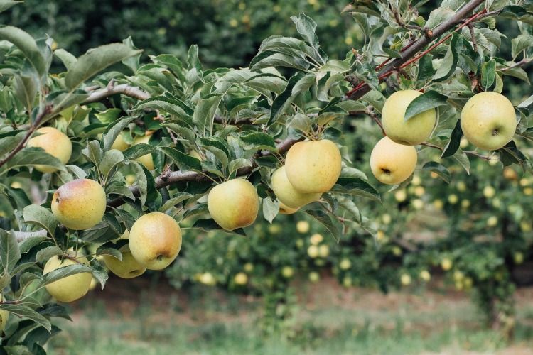 normandy cider route