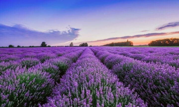 Provence lavender fields