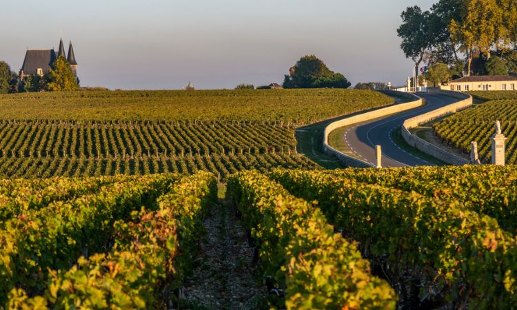 Route des Chateaux, Vineyard in Medoc
