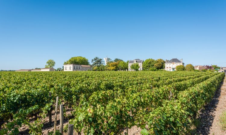 Vineyard of Margaux