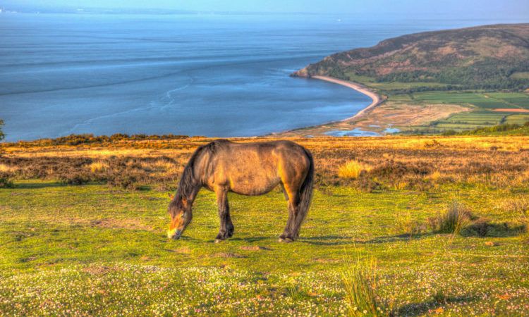 pony grazing on a field overlooking the somerset coast