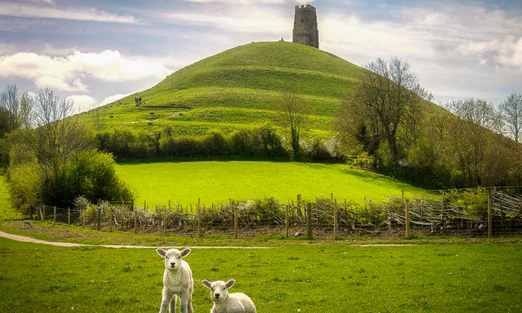 two spring lambs in a field infront of Glastonbury Tor