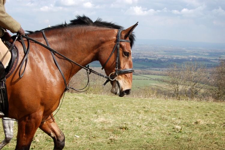 horse riding holiday