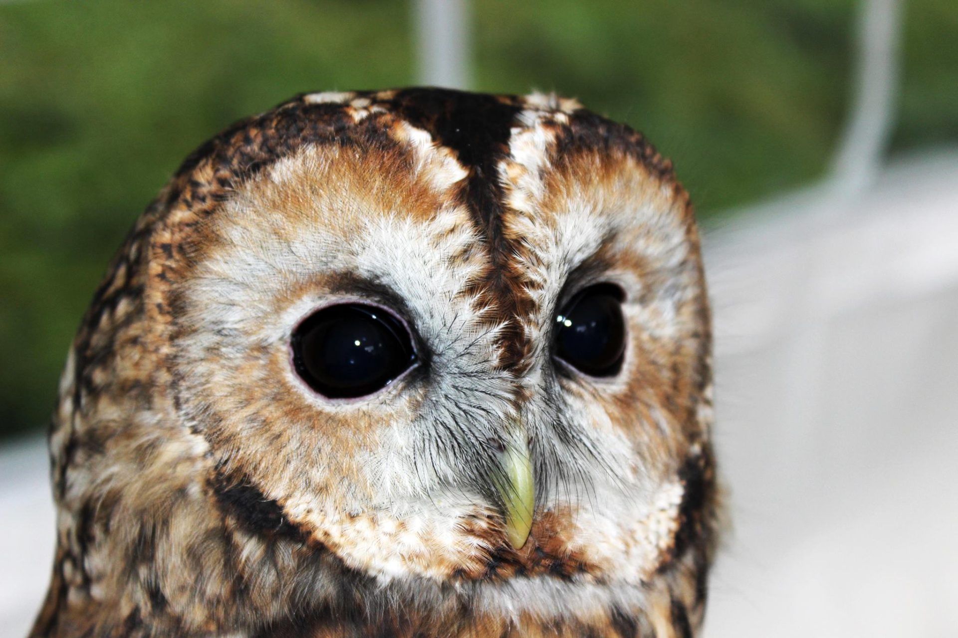 Happisburgh Owls - Norfolk