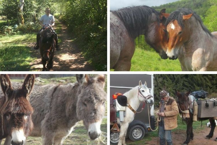 Hike with donkeys at L'Ecrin de Briérat
