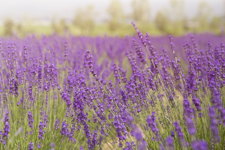 Lavender Flowers