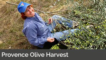Provence Olive Harvest