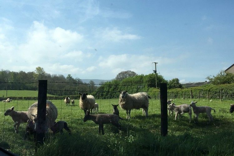 The little lambs