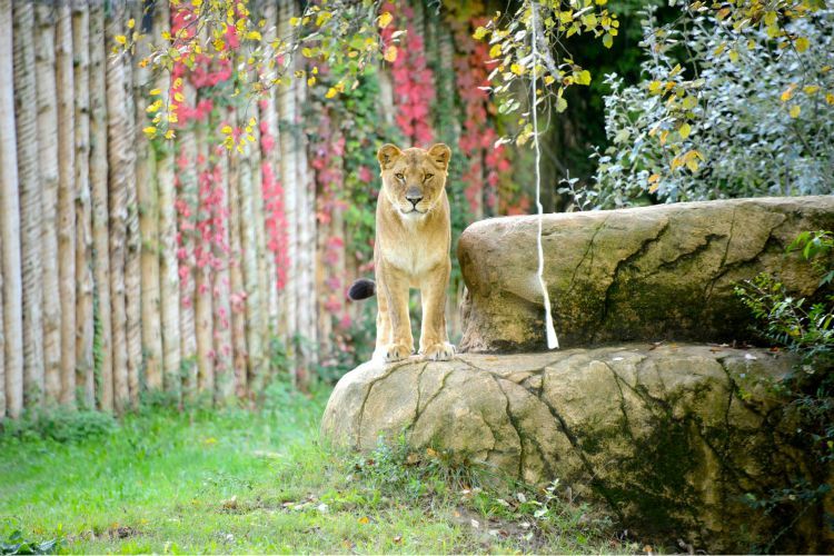 Credit Parco Natura Viva