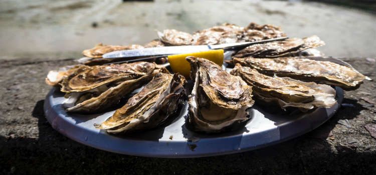oysters dubrovnik food croatia