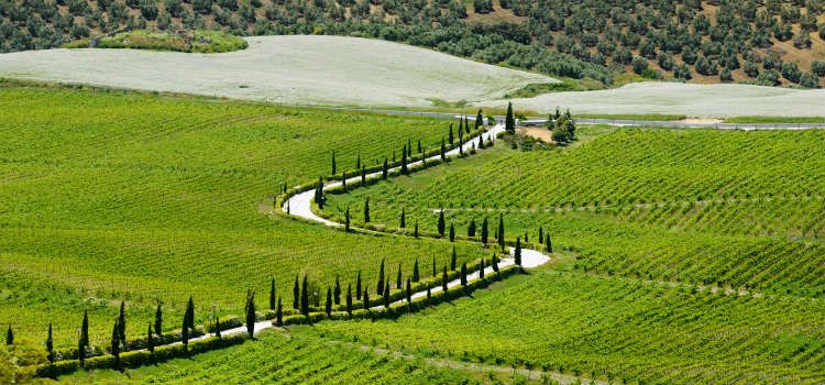 wine tasting costa del sol vineyard