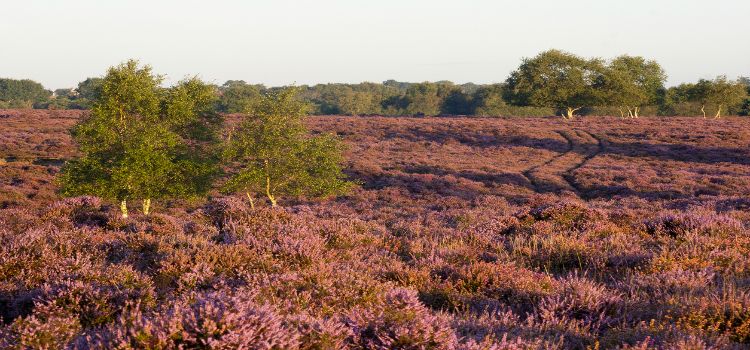 Suffolk Heaths