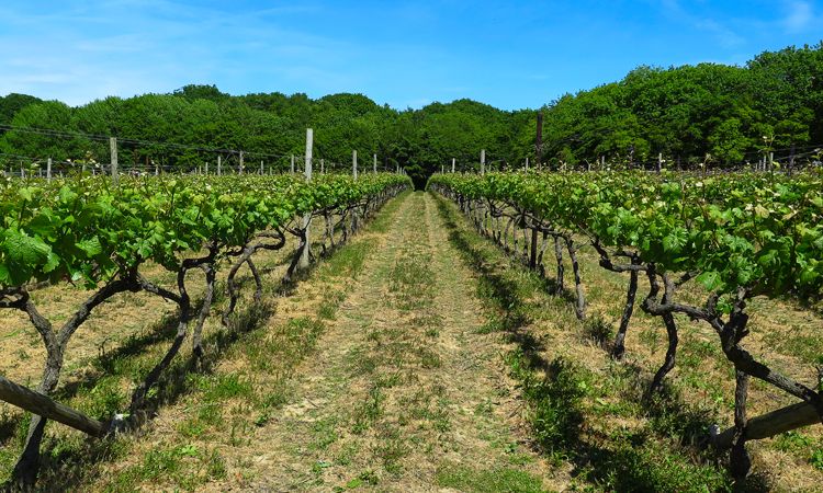 Vineyard Kent