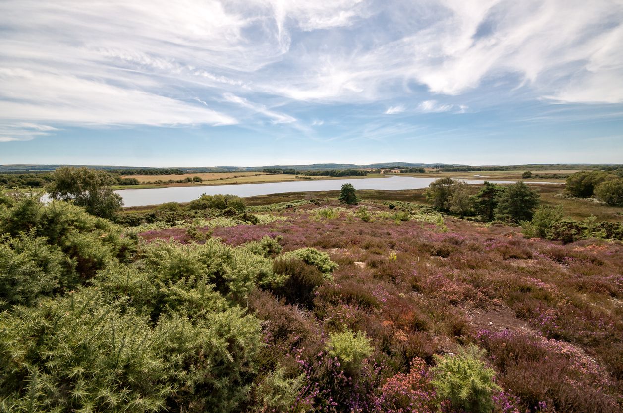 Arne RSPB Nature Reserve in Dorset, England