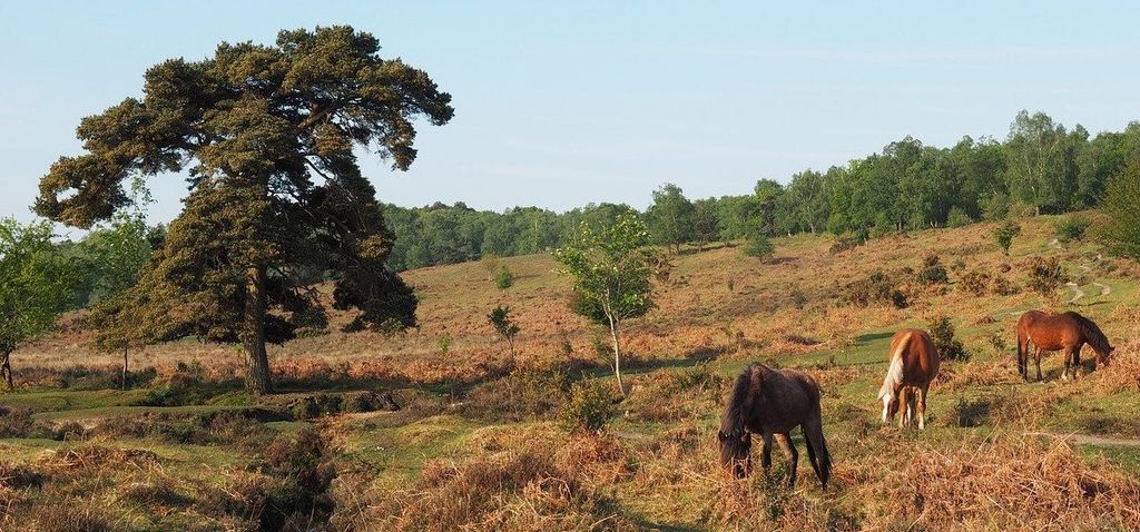 Horses in New Forest Hampshire Travel Guide