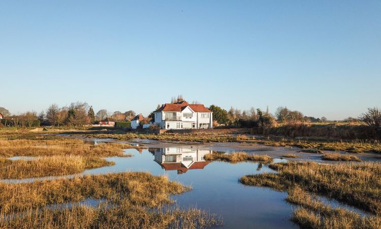 Snow Goose, The South East