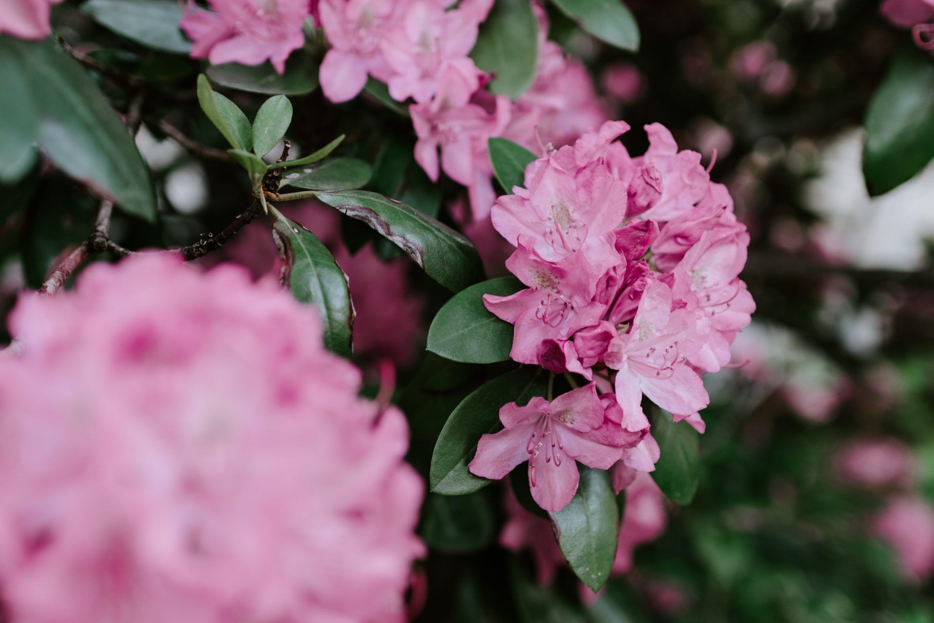 Pink rhododendrons