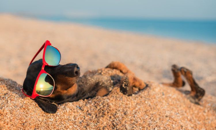 beautiful dog of dachshund, black and tan, buried in the sand at the beach sea on summer vacation holidays, wearing red sunglasses