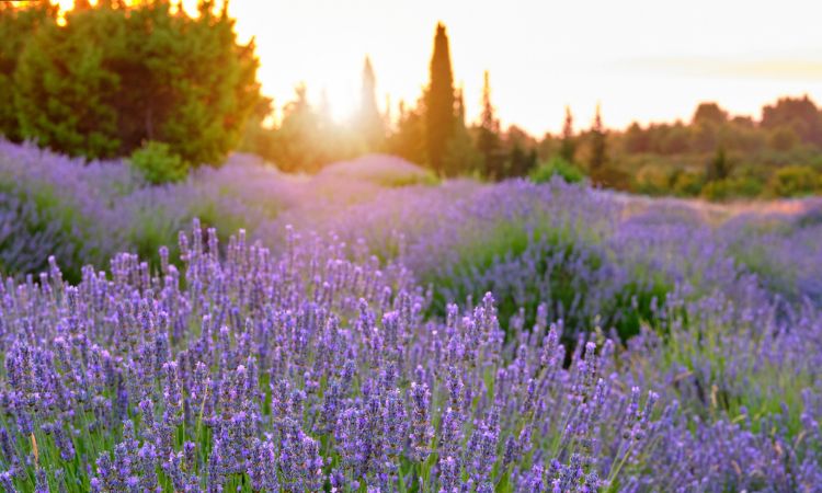 Lavender Fields