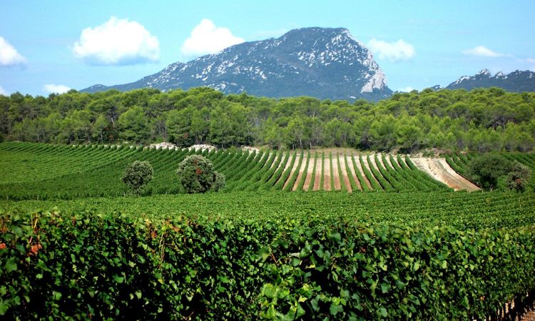 Vineyard of Pic Saint Loup