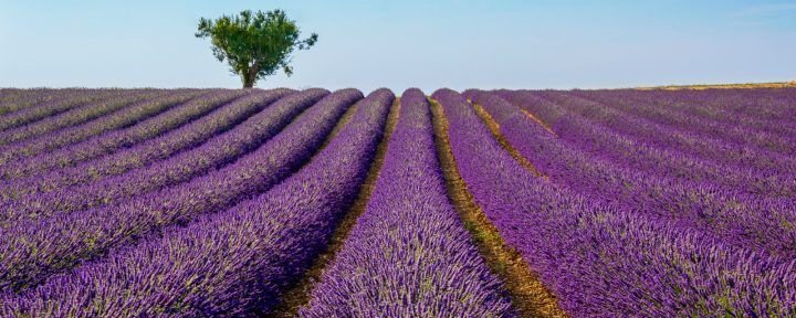 Rows of flowers in Provence
