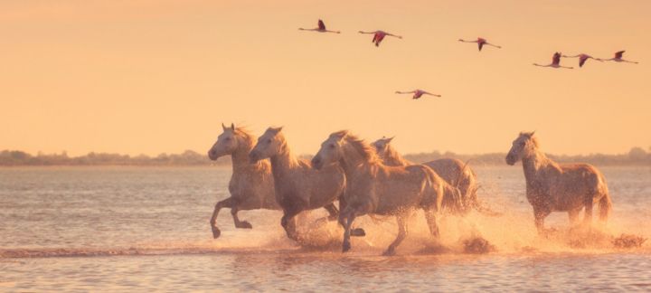 White horses and flamingos at Parc Regional de Camargue