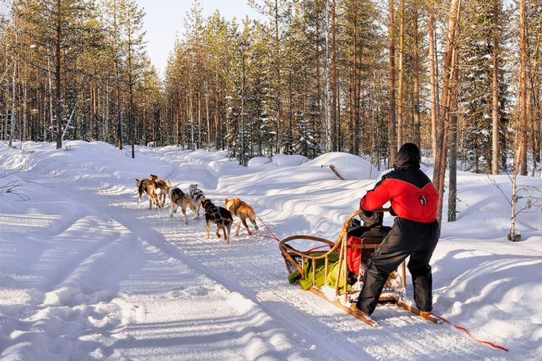 Family In Husky Sledge Lapland Finland