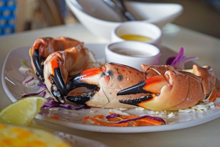 Miami stone crab