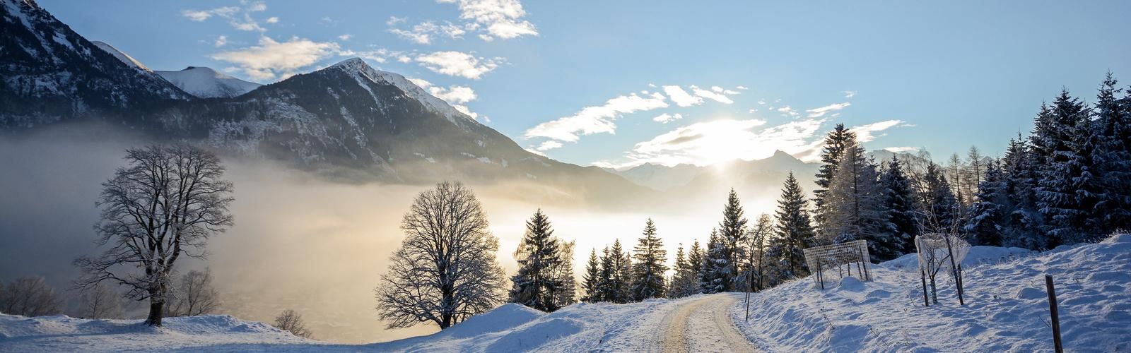 snowy hill with trees
