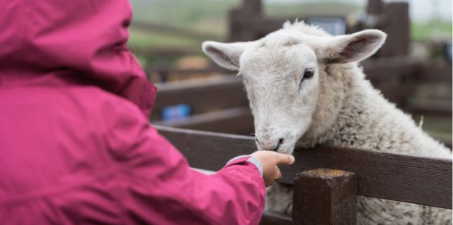 Sheep being fed in a farm in the Cotswolds