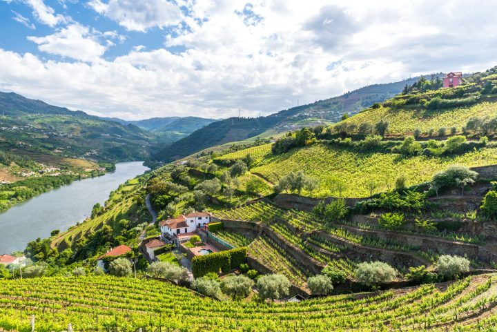 Vineyards And Landscape Of The Douro Valley