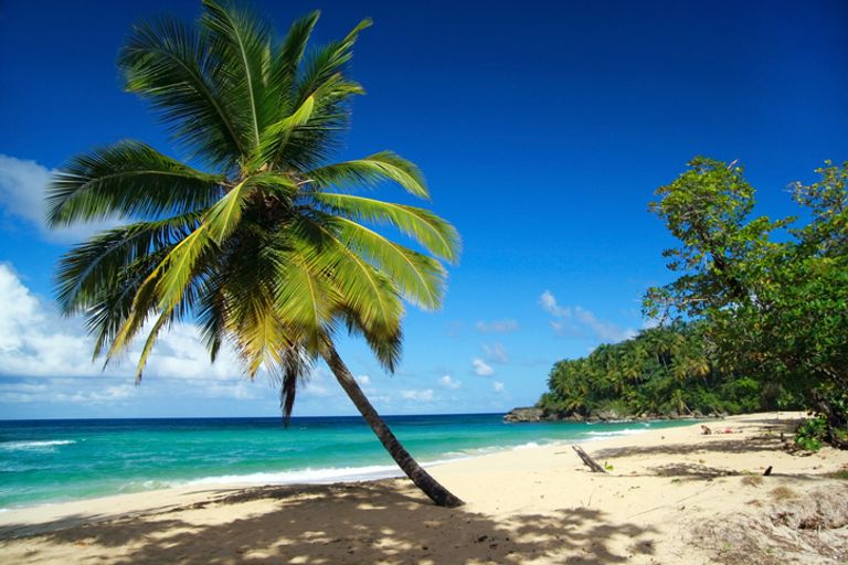Beach with palm tree in the Dominican Republic