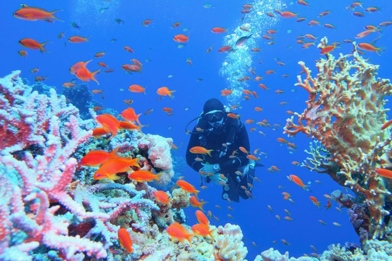 Man Scuba Diving Near Coral Reef Surrounded With Shoal Of Coral Fish