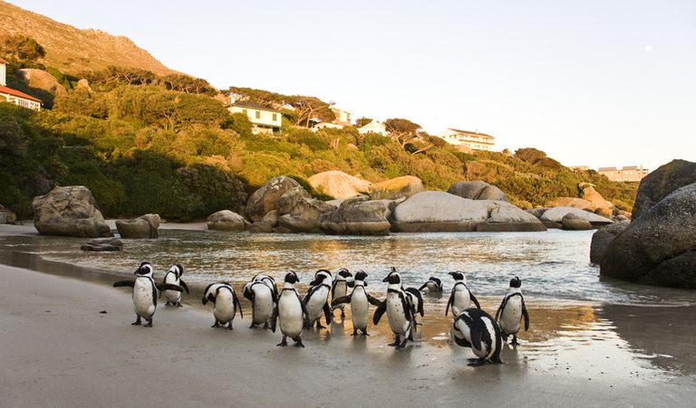 Boulders Beach Penguins