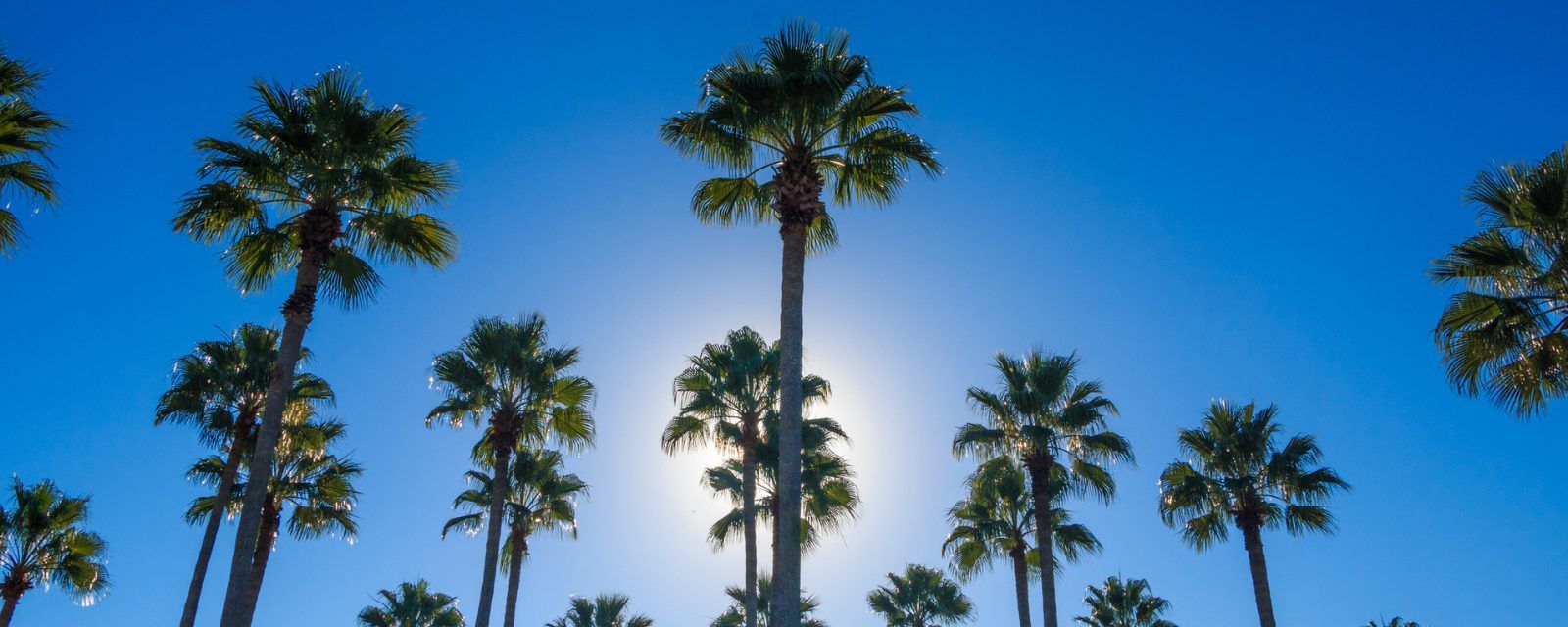 Trees in Orlando, Florida