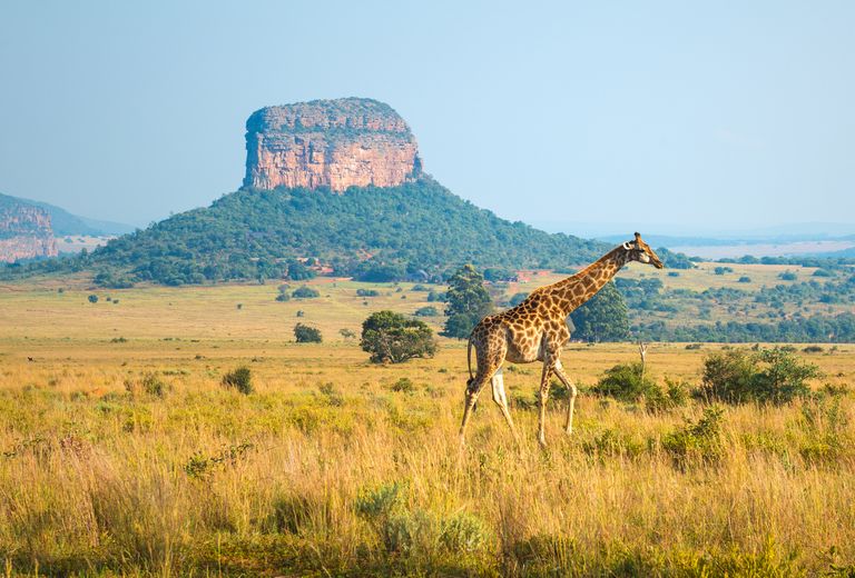 Giraffe Landscape In South Africa