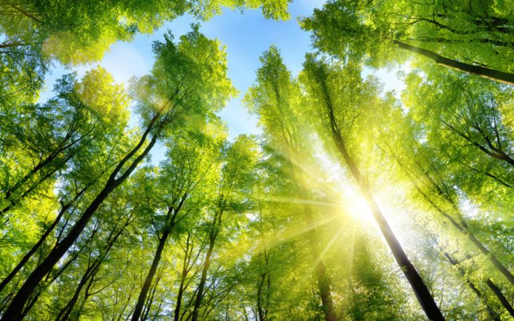 upward view of trees in the sun