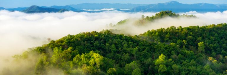 Rainforest in the clouds