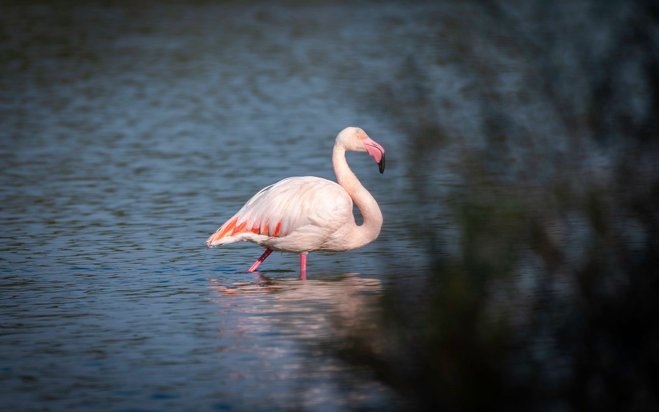 Flamingo - Midi-Pyrénées Travel Guide