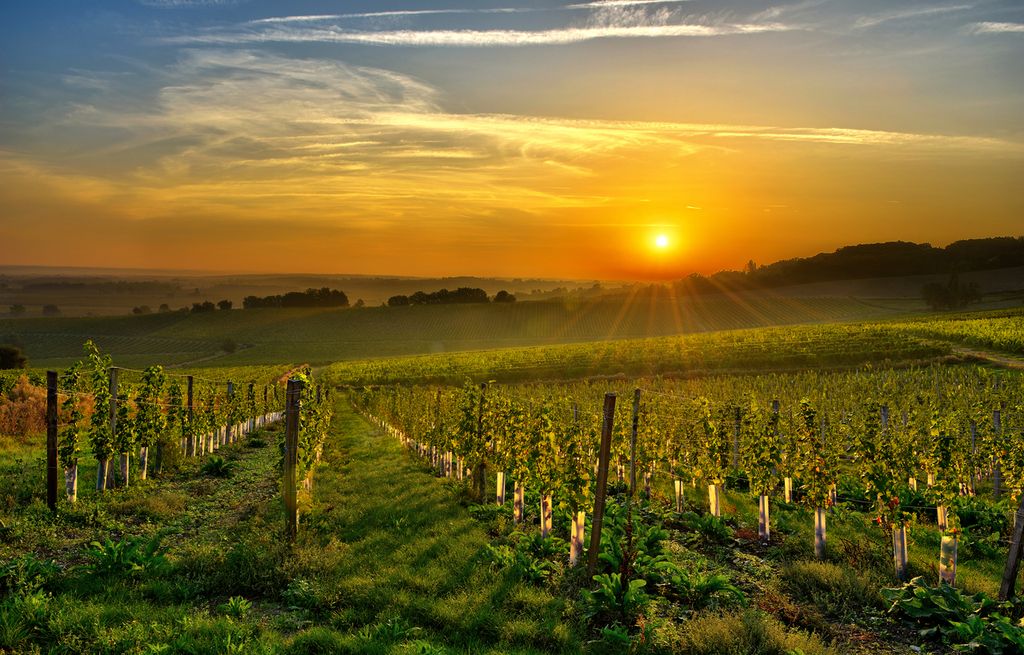 Vineyard - - Midi-Pyrénées Travel Guide