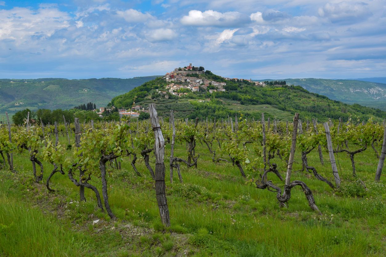 Istrian food and wineries - wineries