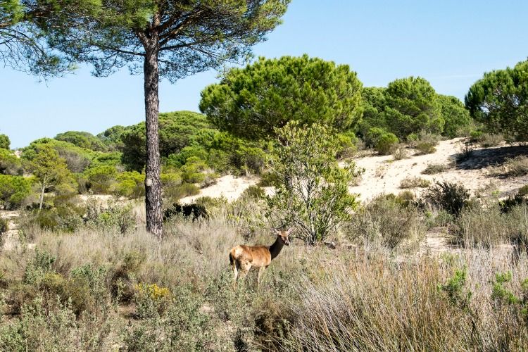 things to do in andalusia
