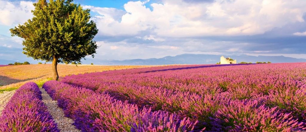 Summer in Provence hero