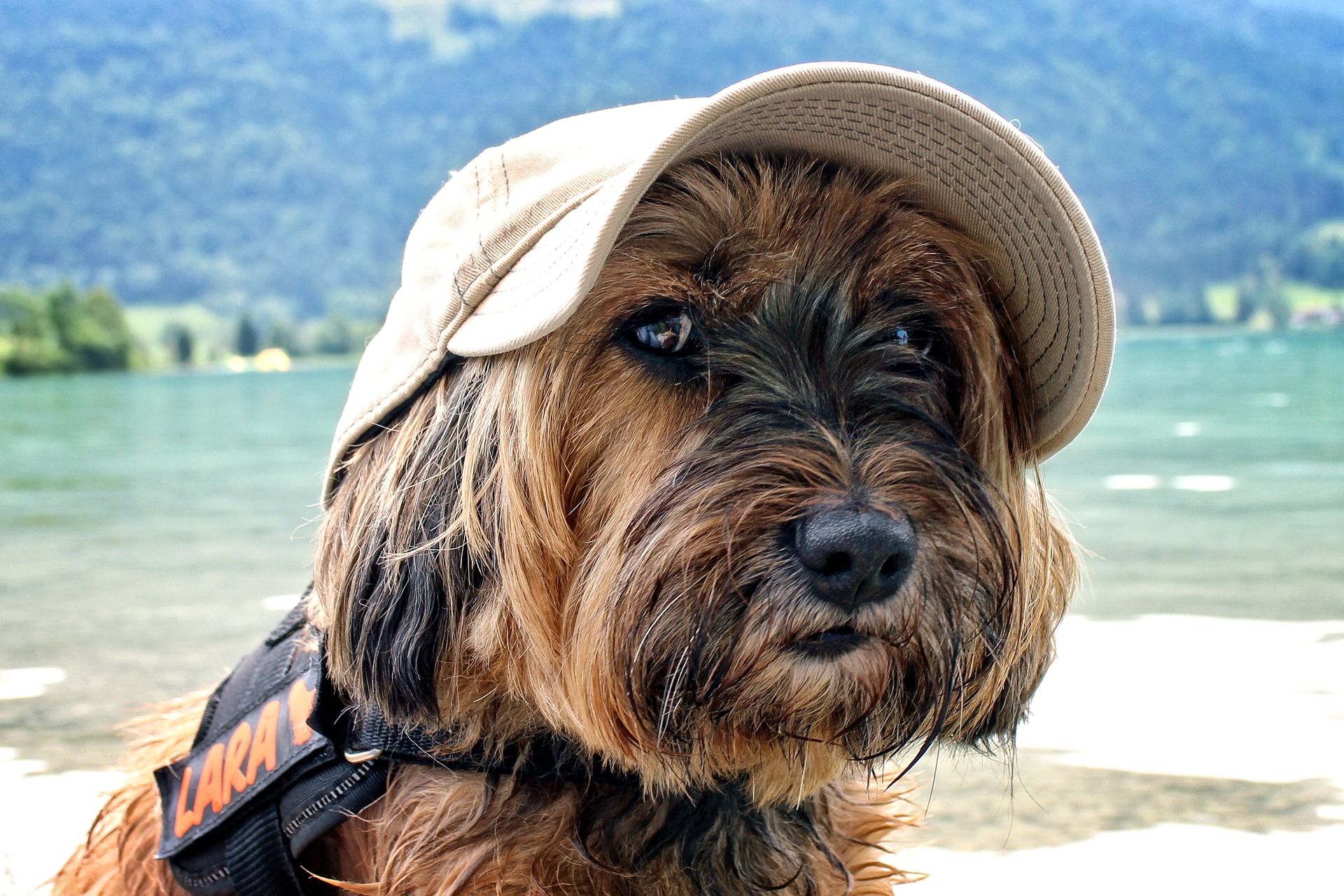 Dog on Holiday
