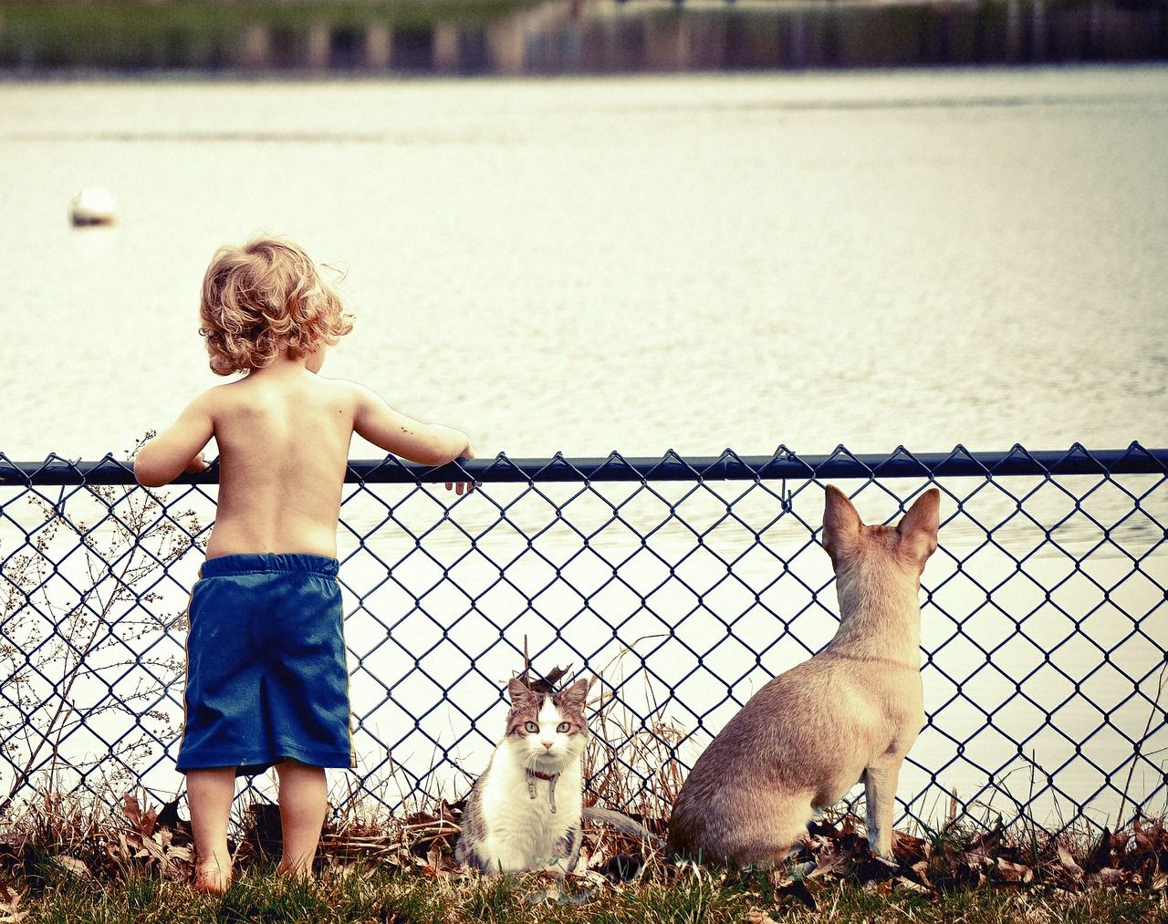 Pets on Holiday