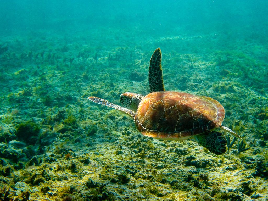 Turtle - Nathan Slemers