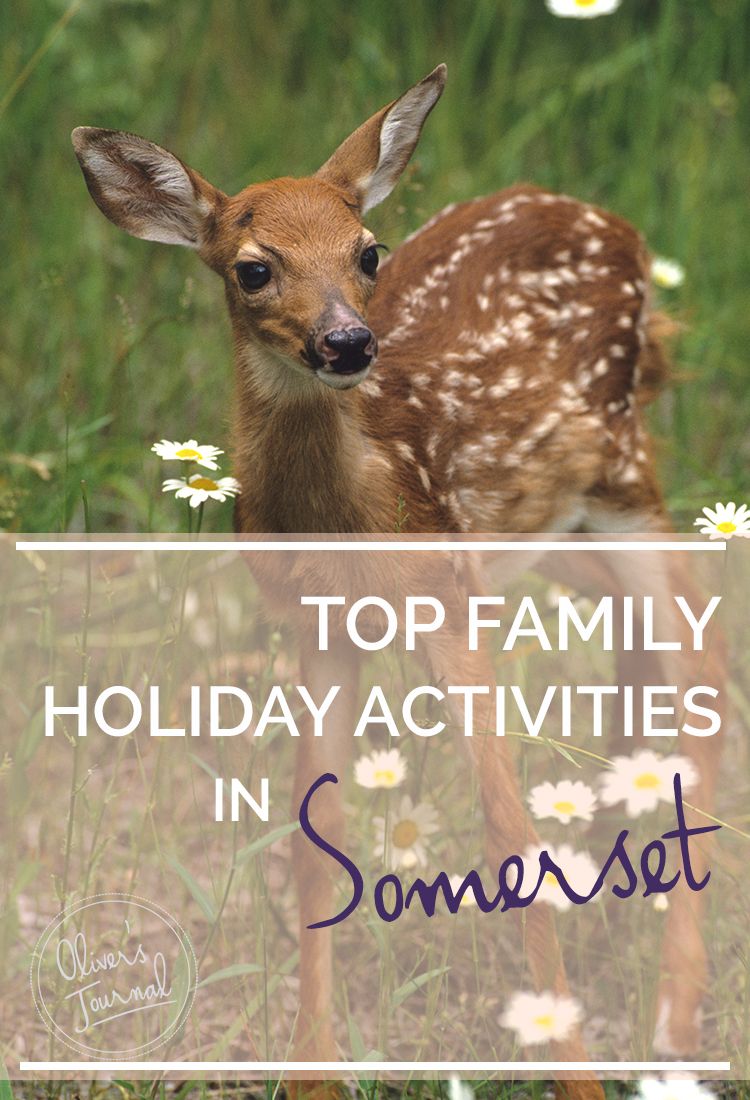 top family activities in somerset