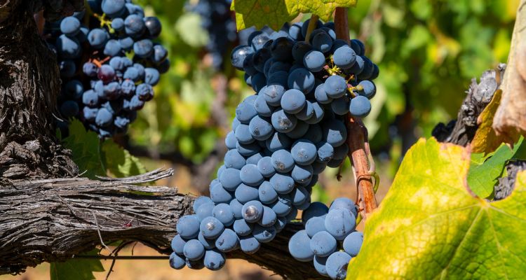 Grapes in Luberon, Provence, France
