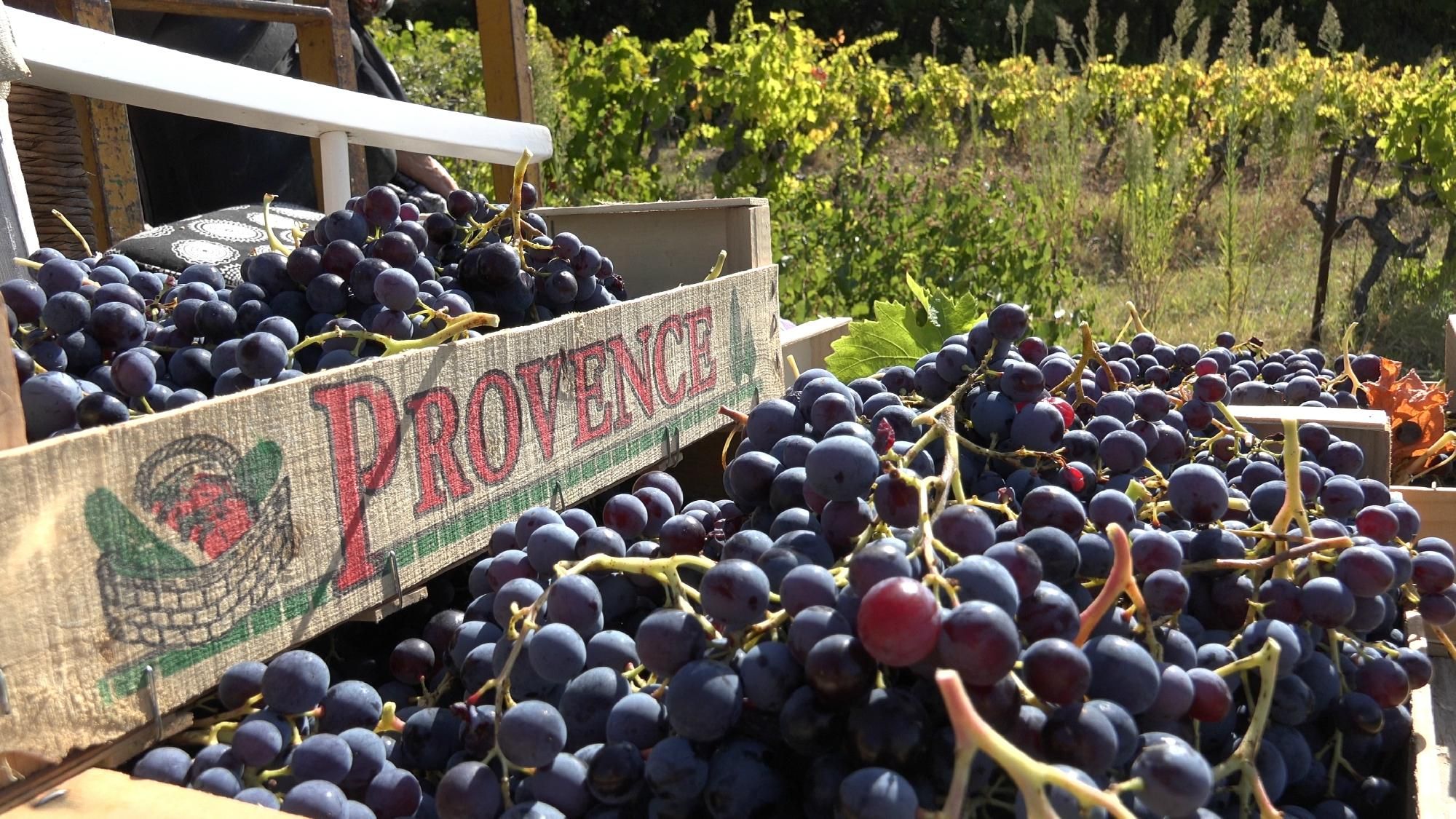 wine-in-provence-tours