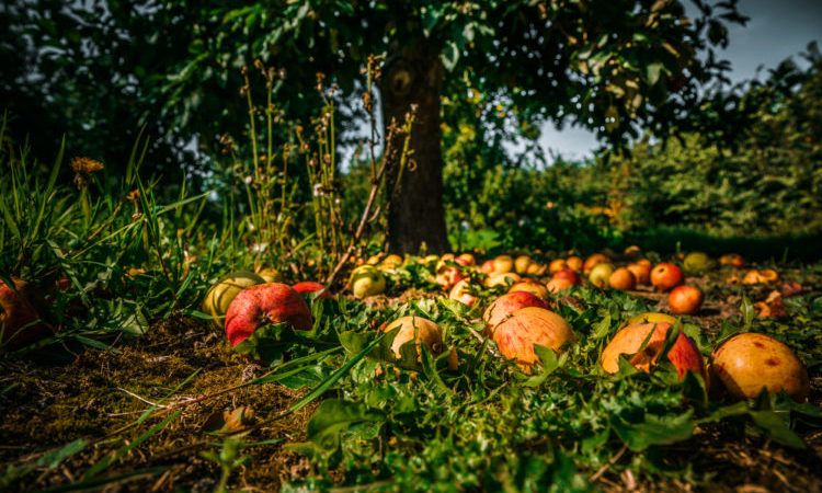 Apples on Orchard Floor with Tree